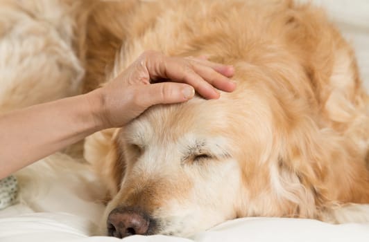 Golden Retriever Dog cold convalescing in bed