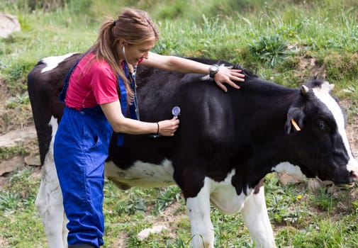 Veterinary on a farm performing a physical examination in a cow