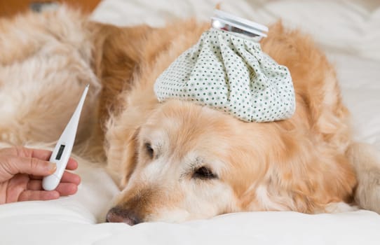 Golden Retriever Dog cold convalescing in bed