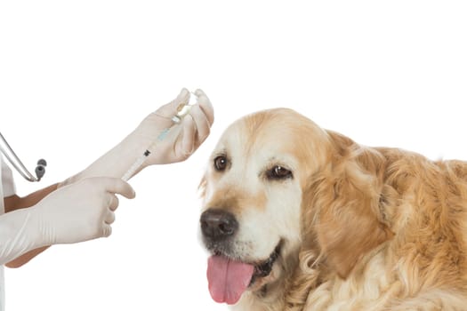 Veterinary injecting a vaccine to a dog Golden Retriever