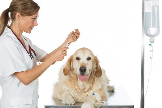 Veterinary placing a catheter via a Golden Retriever in the clinic