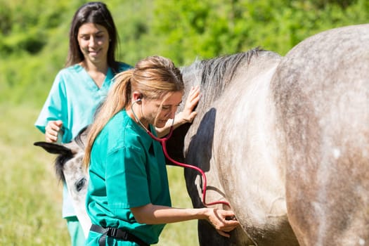 Veterinary great performing a scan to a young mare