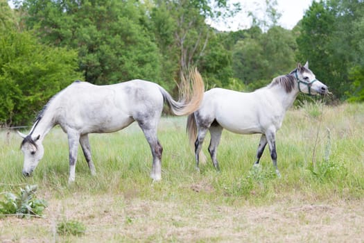 Young Spanish horses grazing in the meadow