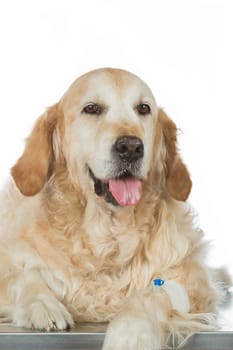 Veterinary placing a catheter via a Golden Retriever in the clinic