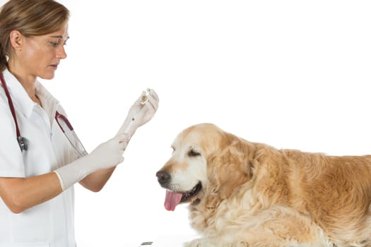 Veterinary injecting a vaccine to a dog Golden Retriever