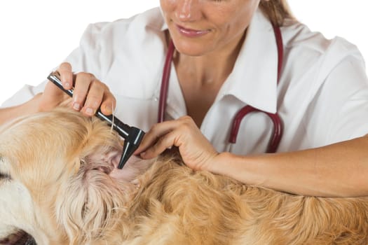Veterinary conducting an inspection of the ear to a Golden Retriver clinic