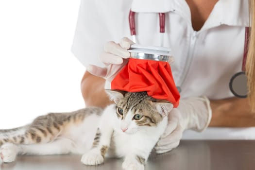 Veterinary fever down to a kitten with a water bag