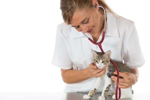 Veterinary performing auscultation a sick kitten in the clinic