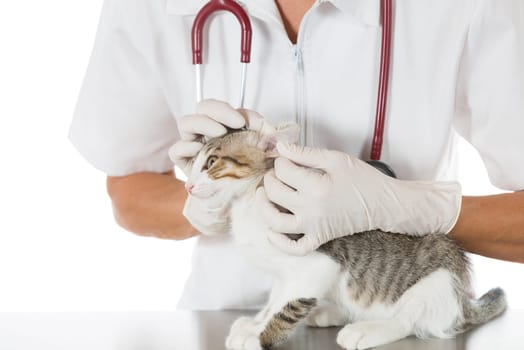 Veterinary conducting an ear cleaning a cat in clinic