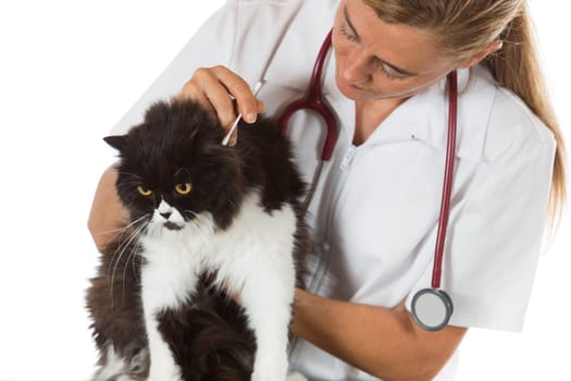 Veterinary conducting an ear cleaning a cat in clinic
