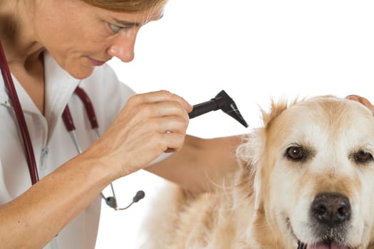 Veterinary conducting an inspection of the ear to a Golden Retriver clinic
