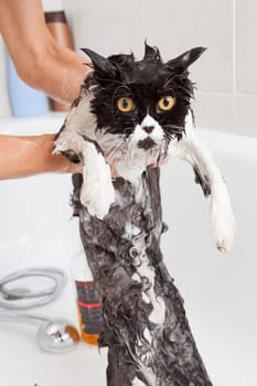 Bath or shower to a Persian breed cat