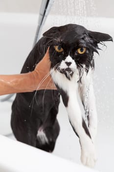 Bath or shower to a Persian breed cat