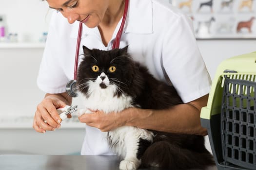 Cat in a veterinary clinic hairdresser cutting nails