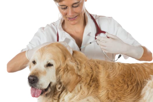 Veterinary injecting a vaccine to a dog Golden Retriever
