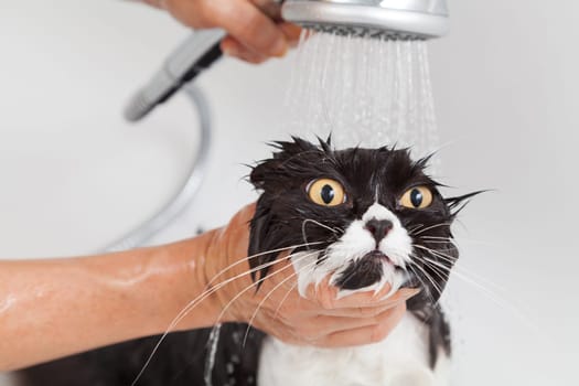 Bath or shower to a Persian breed cat
