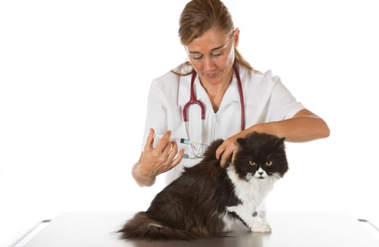 Placing a veterinary vaccine injection to a cat at the clinic