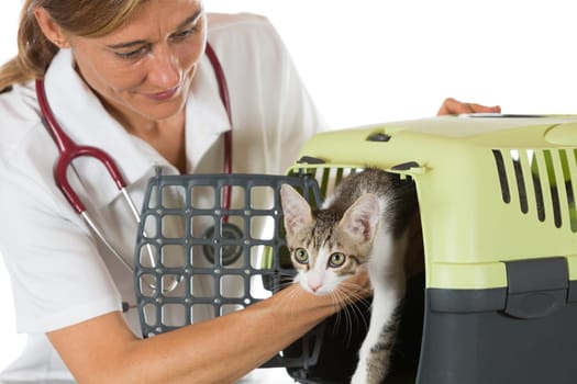 Veterinary taking a kitten from its transport box in the clinic