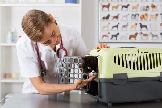Veterinary clinic taking a Persian cat of your transporter