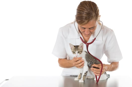 Veterinary performing auscultation a sick kitten in the clinic