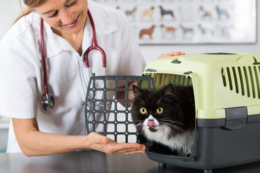 Veterinary clinic taking a Persian cat of your transporter