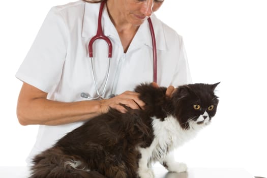 Veterinary performing a manual scan a cat in clinic