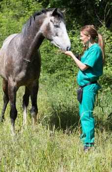 Veterinary great performing a scan to a young mare