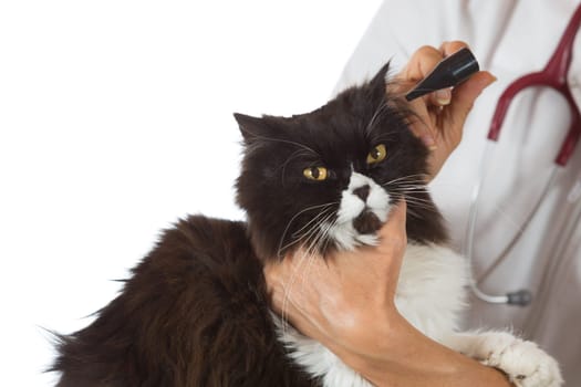 Veterinary conducting a review of ears of a cat in clinic