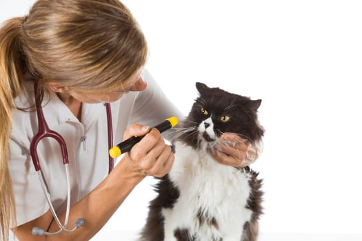 Veterinary inspecting the eyes of a cat in clinic