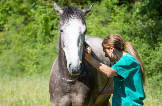 Veterinary great performing a scan to a young mare