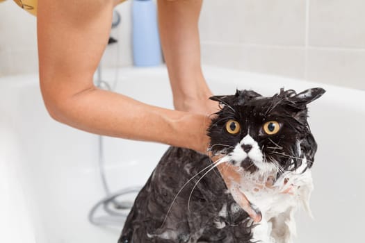 Bath or shower to a Persian breed cat