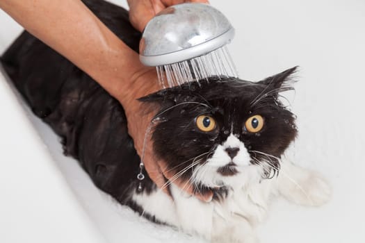 Bath or shower to a Persian breed cat