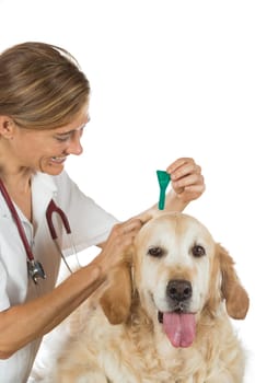 Veterinary antiparasitic placing a pipette into a golden retriever in the consultation