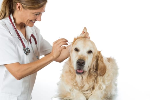 Veterinarian performing a cleaning ears of a Golden Retriever in the clinic