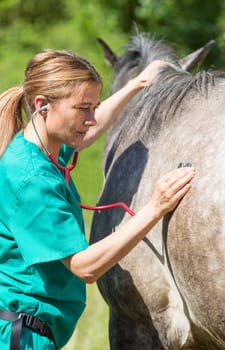 Veterinary great performing a scan to a young mare