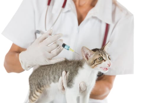 Placing a veterinary vaccine injection to a cat at the clinic