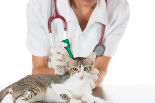 Placing a pipette veterinary antiparasitic a cat in clinic