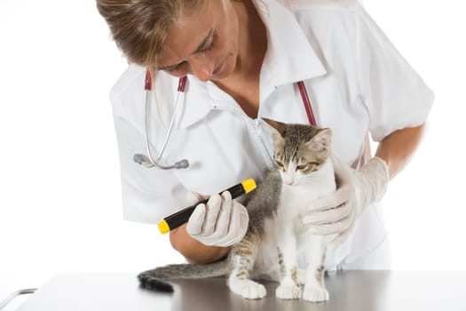 Veterinary inspecting the eyes of a cat in clinic