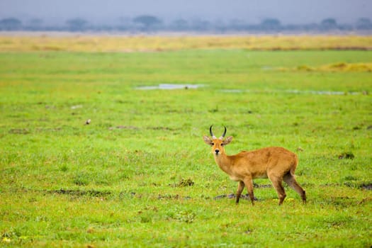 Antelope is standing in the swamp of Kenya