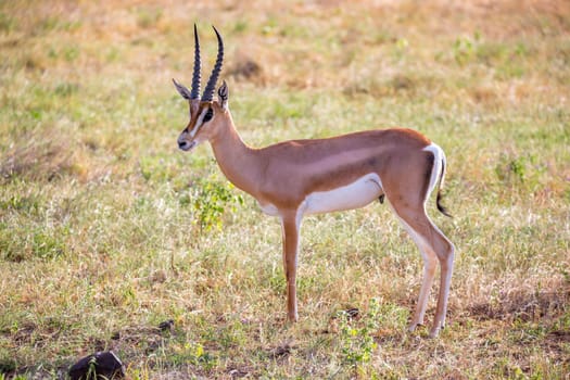 Some native antelopes in the grassland of the Kenyan savannah