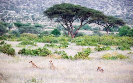 The cheetahs are sitting in the grass