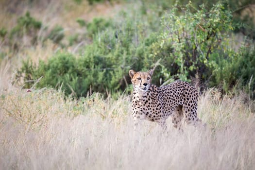 The cheetah walks in the high grass of the savannah looking for something to eat