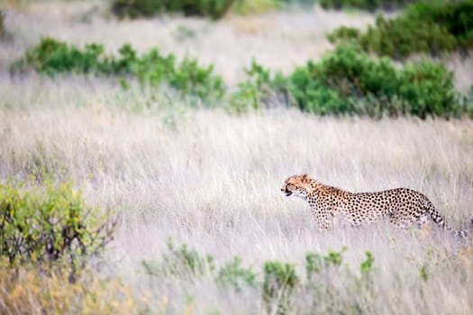 The cheetah walks in the high grass of the savannah looking for something to eat