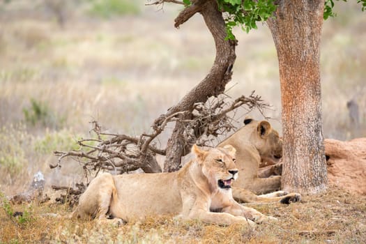 Some lions rest in the shade of a tree