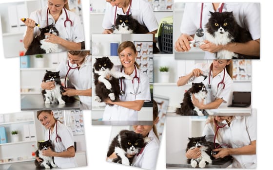 Photo collage of a veterinary clinic with their Persian cat