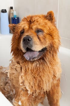 Bubble Bath a lovely dog chow chow