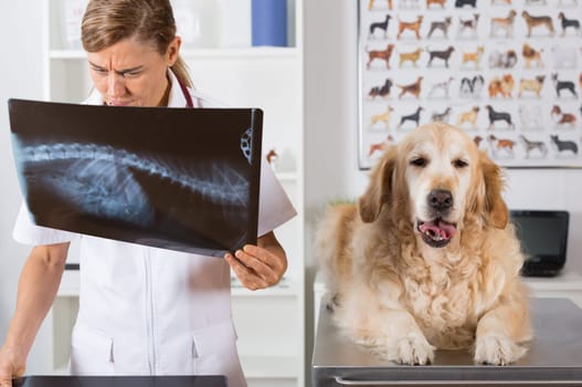 Vet in his clinic with a golden retriever looking at a radiograph