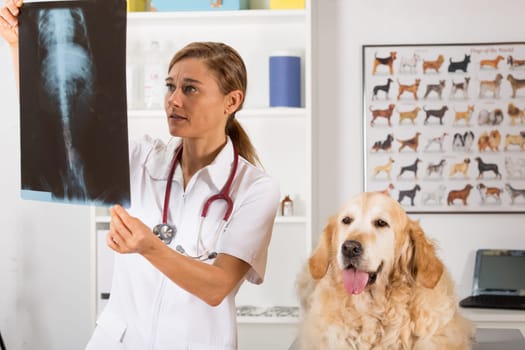 Vet in his clinic with a golden retriever looking at a radiograph