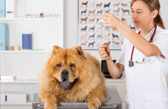 Veterinary placing a catheter via a Chow Chow in the clinic