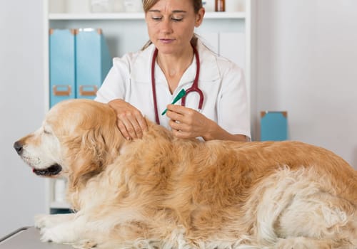 Veterinary antiparasitic placing a pipette into a golden retriever in the consultation
